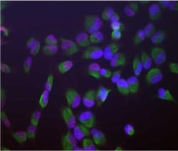SF3B4 Antibody (3A1), Novus Biologicals:Antibodies:Primary Antibodies