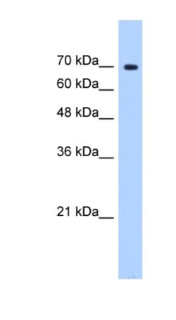SF4 Antibody, Novus Biologicals:Antibodies:Primary Antibodies