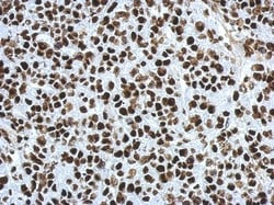 SFPQ Antibody, Novus Biologicals 0.1mL; Unlabeled:Antibodies, Polyclonal