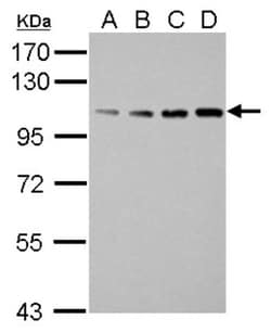 SFPQ Antibody, Novus Biologicals 0.1mL; Unlabeled:Antibodies, Polyclonal