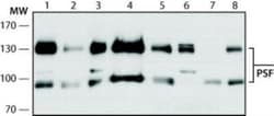 SFPQ Antibody (B92) - BSA Free, Novus Biologicals 0.05mL; Unlabeled:Antibodies,
