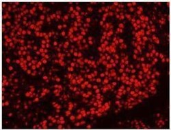 SFPQ Antibody, Novus Biologicals 0.1mL; Unlabeled:Antibodies, Polyclonal