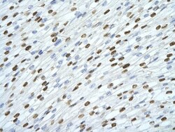 SFPQ Antibody, Novus Biologicals 0.1mg; Unlabeled:Antibodies, Polyclonal
