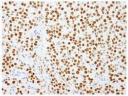 SFPQ Antibody, Novus Biologicals 0.1mL; Unlabeled:Antibodies, Polyclonal