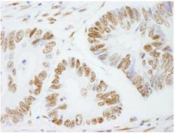 SFPQ Antibody, Novus Biologicals 0.1mL; Unlabeled:Antibodies, Polyclonal