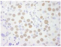 SFPQ Antibody, Novus Biologicals 0.1mL; Unlabeled:Antibodies, Polyclonal