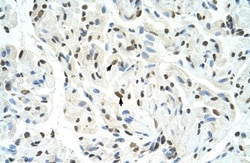 SFPQ Antibody, Novus Biologicals 0.1mg; Unlabeled:Antibodies, Polyclonal