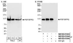SFPQ Antibody, Novus Biologicals 0.1mL; Unlabeled:Antibodies, Polyclonal