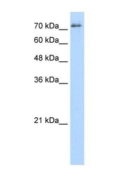 SFPQ Antibody, Novus Biologicals 0.1mg; Unlabeled:Antibodies, Polyclonal