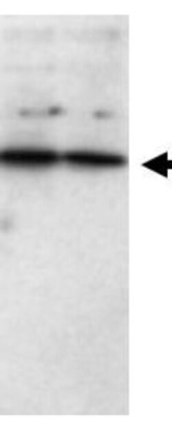 sFRP-1 Antibody, Novus Biologicals 0.1mg; Unlabeled:Antibodies, Polyclonal