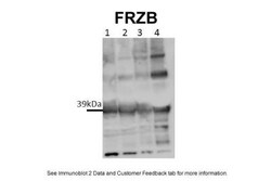 sFRP-3/FRZB Antibody, Novus Biologicals:Antibodies:Primary Antibodies