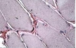 sFRP-4 Antibody, Novus Biologicals 0.1mg; Unlabeled:Antibodies, Polyclonal