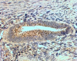 sFRP-4 Antibody, Novus Biologicals 0.1mg; Unlabeled:Antibodies, Polyclonal