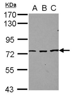SFRS12 Antibody, Novus Biologicals 0.1 mL | Buy Online | Novus Biologicals | Fisher Scientific