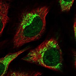 SFRS12 Antibody, Novus Biologicals 0.1 mL | Buy Online | Novus Biologicals | Fisher Scientific