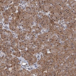 SFRS12 Antibody, Novus Biologicals 0.1 mL | Buy Online | Novus Biologicals | Fisher Scientific