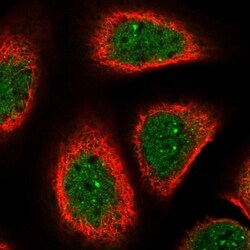 SFRS14 Antibody, Novus Biologicals:Antibodies:Primary Antibodies