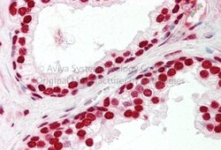 SFRS2B Antibody, Novus Biologicals:Antibodies:Primary Antibodies
