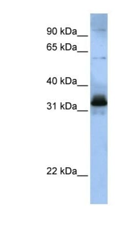 SFRS2B Antibody, Novus Biologicals:Antibodies:Primary Antibodies