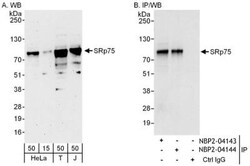 SFRS4 Antibody, Novus Biologicals 0.1mg; Unlabeled:Antibodies, Polyclonal