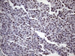 SFRS9 Antibody (OTI5G7), Novus Biologicals 0.1 mL | Buy Online | Novus Biologicals | Fisher Scientific