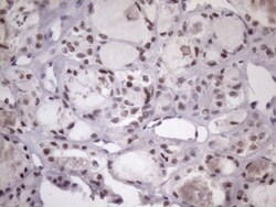 SFRS9 Antibody (OTI5G7), Novus Biologicals 0.1 mL | Buy Online | Novus Biologicals | Fisher Scientific