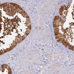 SFT2B Antibody, Novus Biologicals:Antibodies:Primary Antibodies