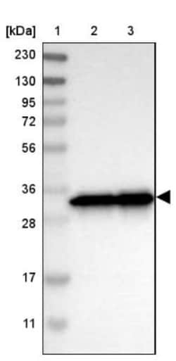 SFXN1 Antibody, Novus Biologicals 0.1mL; Unlabeled:Antibodies, Polyclonal