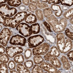 SFXN2 Antibody, Novus Biologicals 0.1mL; Unlabeled:Antibodies, Polyclonal