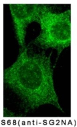 SG2NA Antibody (S68), Novus Biologicals:Antibodies:Primary Antibodies