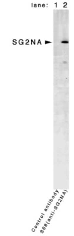 SG2NA Antibody (S68), Novus Biologicals:Antibodies:Primary Antibodies