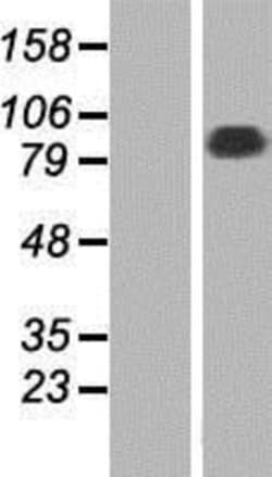 Novus Biologicals&trade;&nbsp;SG2NA Overexpression Lysate