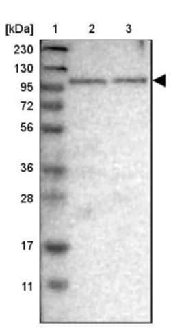 SGEF Antibody, Novus Biologicals:Antibodies:Primary Antibodies