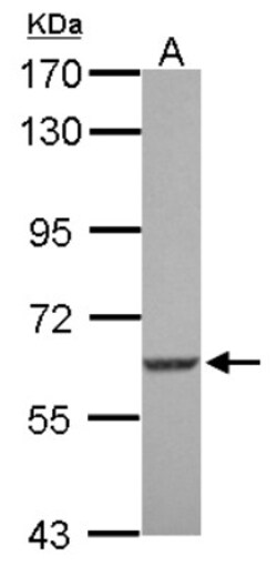 SGK3 Antibody, Novus Biologicals 0.1mL; Unlabeled:Antibodies, Polyclonal