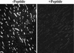 SGLT1/SLC5A1 Antibody, Novus Biologicals 0.1mg; Unlabeled:Antibodies, Polyclonal