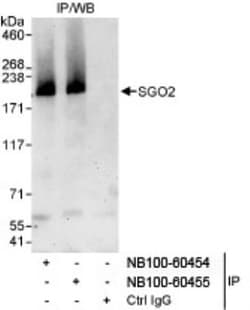 SGOL2 Antibody, Novus Biologicals 0.1mg; Unlabeled:Antibodies, Polyclonal