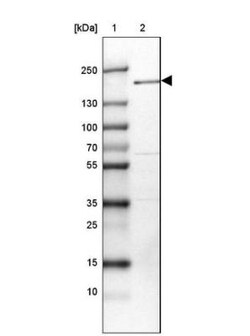 SGOL2 Antibody, Novus Biologicals 0.1mL; Unlabeled:Antibodies, Polyclonal