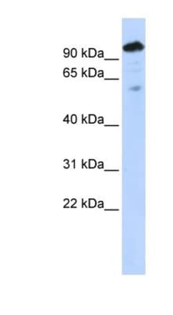 SH2B1 Antibody, Novus Biologicals 0.05mg; Unlabeled:Antibodies, Polyclonal