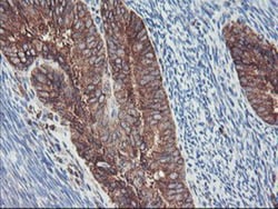 SH2D2A Antibody (OTI4F3), Novus Biologicals 0.1mL; Unlabeled:Antibodies,