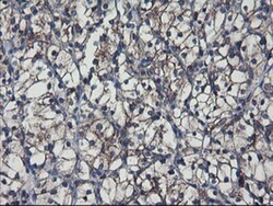 SH2D2A Antibody (OTI4F3), Novus Biologicals 0.1mL; Unlabeled:Antibodies,