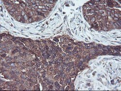 SH2D2A Antibody (OTI4F3), Novus Biologicals 0.1mL; Unlabeled:Antibodies,