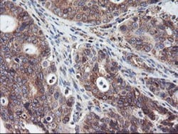 SH2D2A Antibody (OTI4F3), Novus Biologicals 0.1mL; Unlabeled:Antibodies,