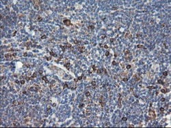 SH2D2A Antibody (OTI4F3), Novus Biologicals 0.1mL; Unlabeled:Antibodies,