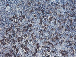 SH2D2A Antibody (OTI4F3), Novus Biologicals 0.1mL; Unlabeled:Antibodies,