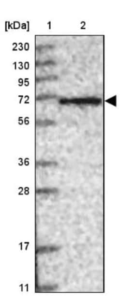 SH2D3A Antibody, Novus Biologicals 0.1mL; Unlabeled:Antibodies, Polyclonal