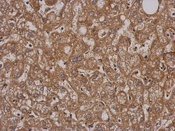 SH2D3C Antibody, Novus Biologicals 0.1mL; Unlabeled:Antibodies, Polyclonal