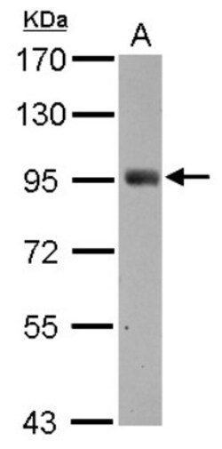 SH2D3C Antibody, Novus Biologicals 0.1mL; Unlabeled:Antibodies, Polyclonal