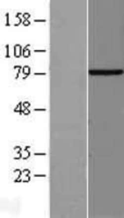 Novus Biologicals&trade;&nbsp;SH2D3C Overexpression Lysate