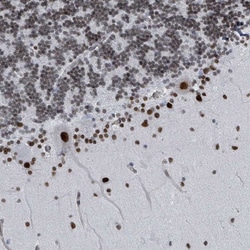 SH2D7 Antibody, Novus Biologicals:Antibodies:Primary Antibodies