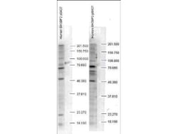 SH3BP2, p Ser427 Antibody, Novus Biologicals 0.1mg; Unlabeled:Antibodies,